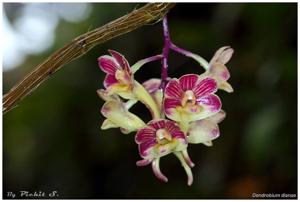 Dendrobium dianiae