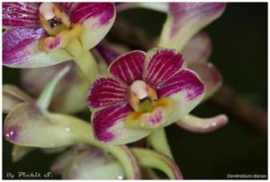 Dendrobium dianiae