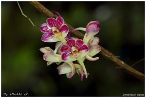 Dendrobium dianiae