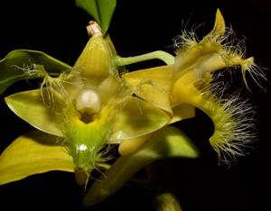 Dendrobium terengganuensis