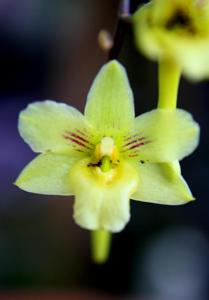 Dendrobium flos-wanua