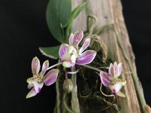 Phalaenopsis finleyi