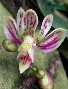 Phalaenopsis finleyi