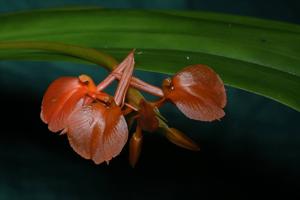 Stichorkis compressa