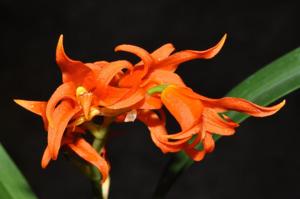 Brassia aurantiaca