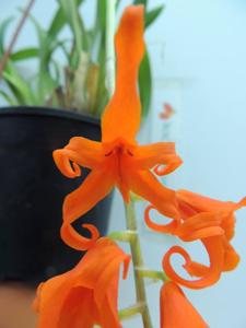 Brassia aurantiaca