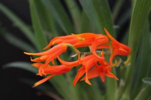 Brassia aurantiaca