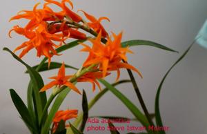 Brassia aurantiaca