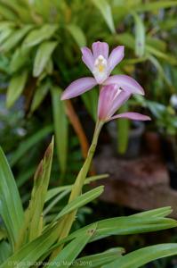 Cymbidium wadae