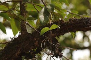 Dendrobium tetragonum subsp. giganteum