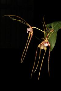 Dendrobium tetragonum subsp. giganteum