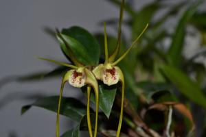 Dendrobium tetragonum subsp. giganteum