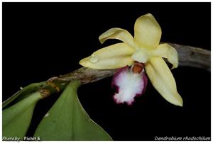 Dendrobium rhodochilum