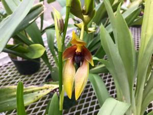 Bulbophyllum amplebracteatum subsp. carunculatum