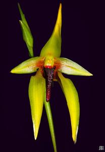 Bulbophyllum amplebracteatum subsp. carunculatum