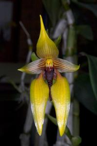 Bulbophyllum amplebracteatum subsp. carunculatum