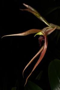Bulbophyllum klabatense subsp. sulawesii