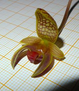 Bulbophyllum hyalosemoides