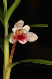 Maxillaria arbuscula