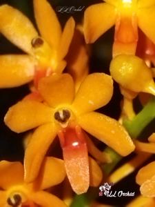 Vanda aurantiaca subsp. philippinensis