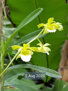 Vanda vietnamica