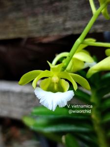 Vanda vietnamica