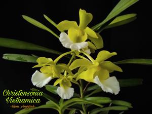 Vanda vietnamica