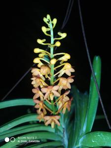 Vanda miniata