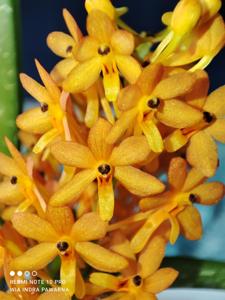 Vanda miniata