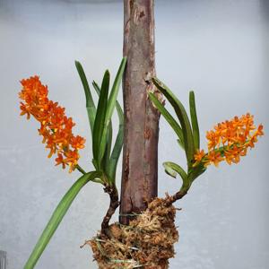 Vanda miniata