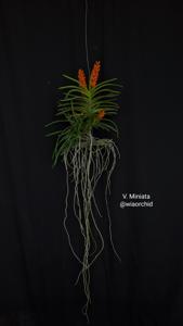 Vanda miniata