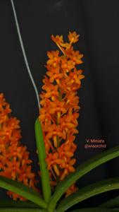 Vanda miniata