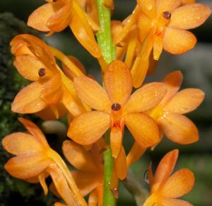 Vanda miniata