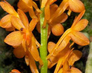 Vanda miniata