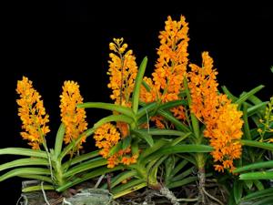 Vanda miniata