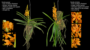 Vanda miniata