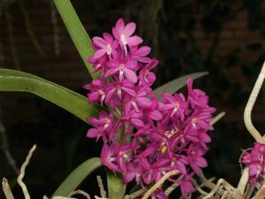 Vanda ampullacea