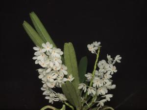 Vanda ampullacea