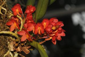 Vanda ampullacea