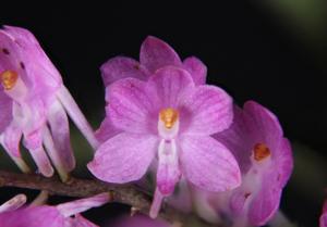 Vanda ampullacea