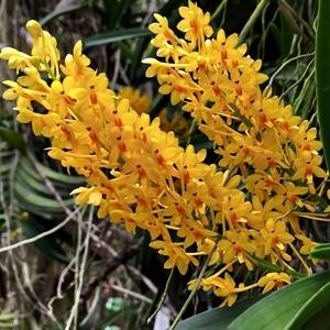 Vanda aurantiaca