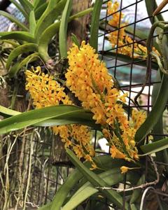 Vanda aurantiaca