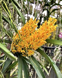 Vanda aurantiaca