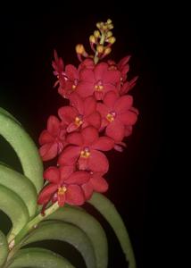 Vanda curvifolia