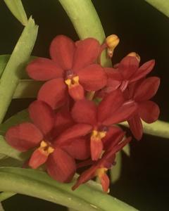 Vanda curvifolia