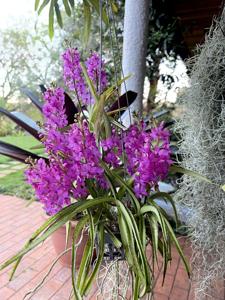 Vanda curvifolia