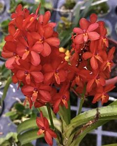 Vanda curvifolia