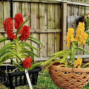 Vanda curvifolia