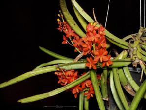 Vanda curvifolia