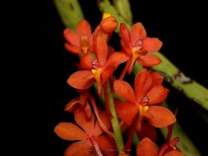 Vanda curvifolia